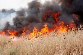 incendii-veget