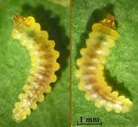 larva1